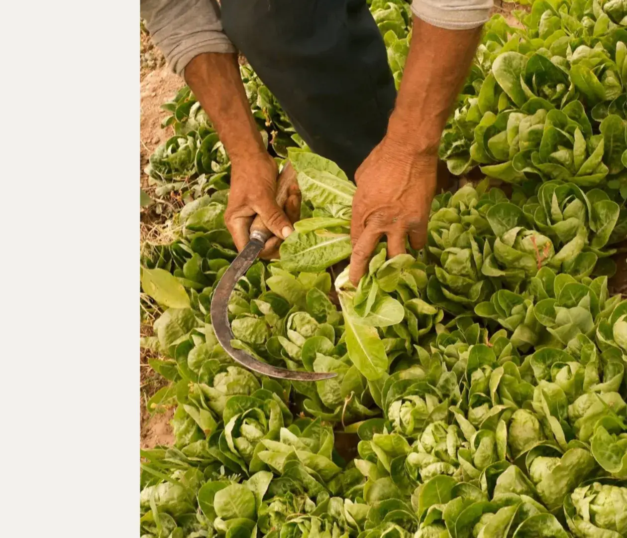 Manos recogiendo lechugas en un cultivo al aire libre.