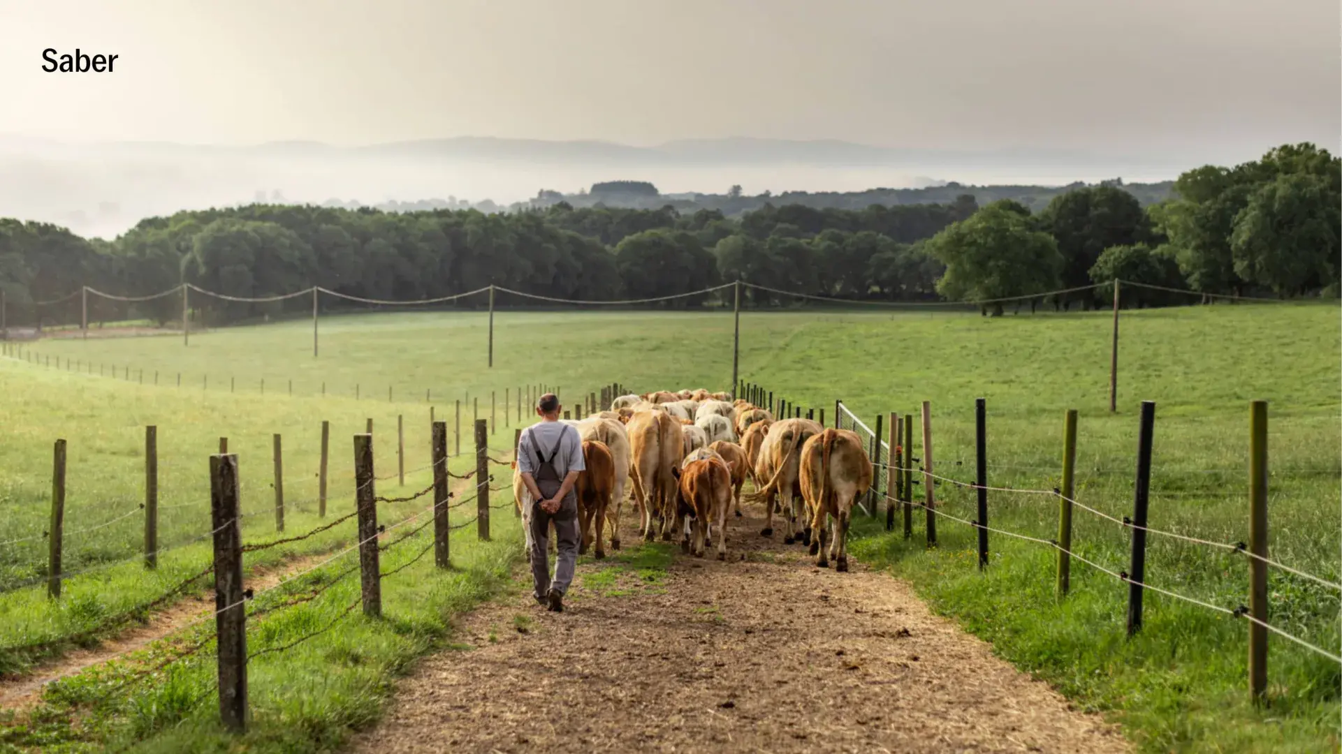 Vacas pastando en un prado verde con la bruma sobre los montes.